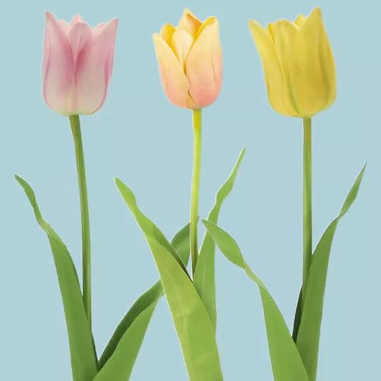 Tulips.