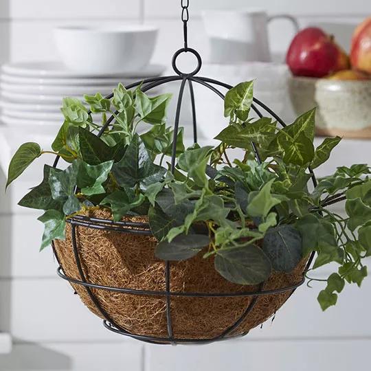 Hanging Baskets