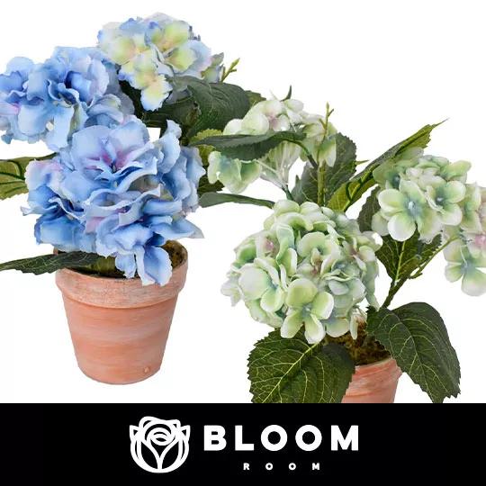 Bloom Room Potted Hydrangea Arrangements.